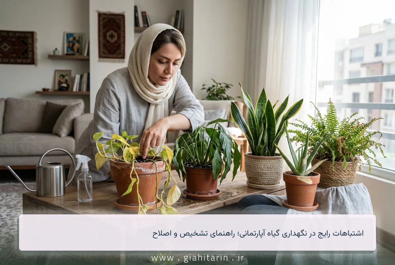 اشتباهات رایج در نگهداری گیاه آپارتمانی؛ راهنمای تشخیص و اصلاح