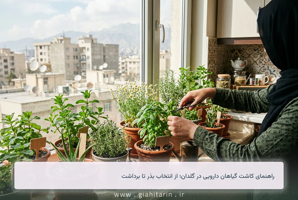 راهنمای کاشت گیاهان دارویی در گلدان؛ از انتخاب بذر تا برداشت