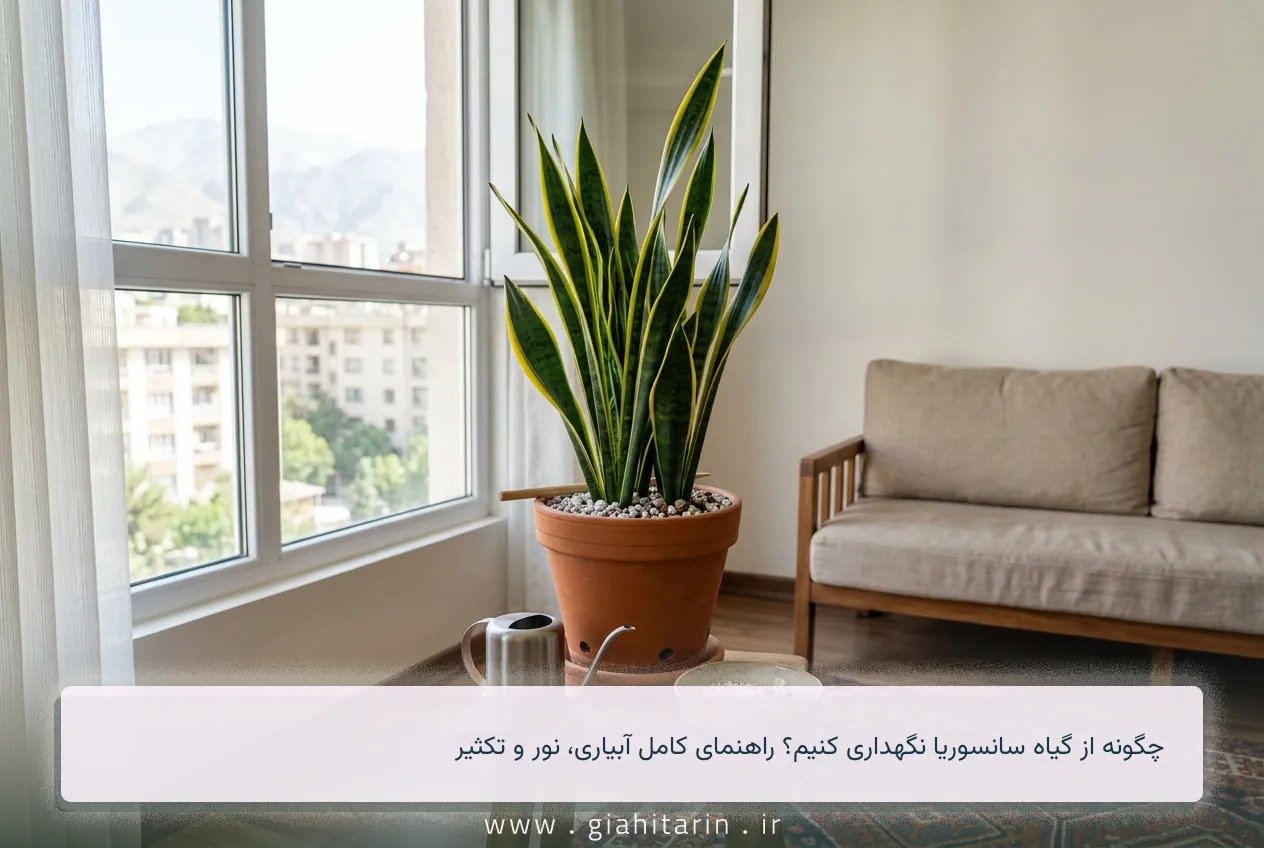 چگونه از گیاه سانسوریا نگهداری کنیم؟ راهنمای کامل آبیاری، نور و تکثیر