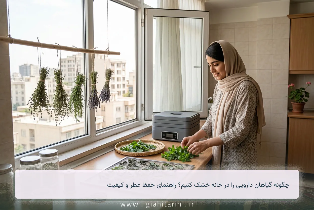 چگونه گیاهان دارویی را در خانه خشک کنیم؟ راهنمای حفظ عطر و کیفیت