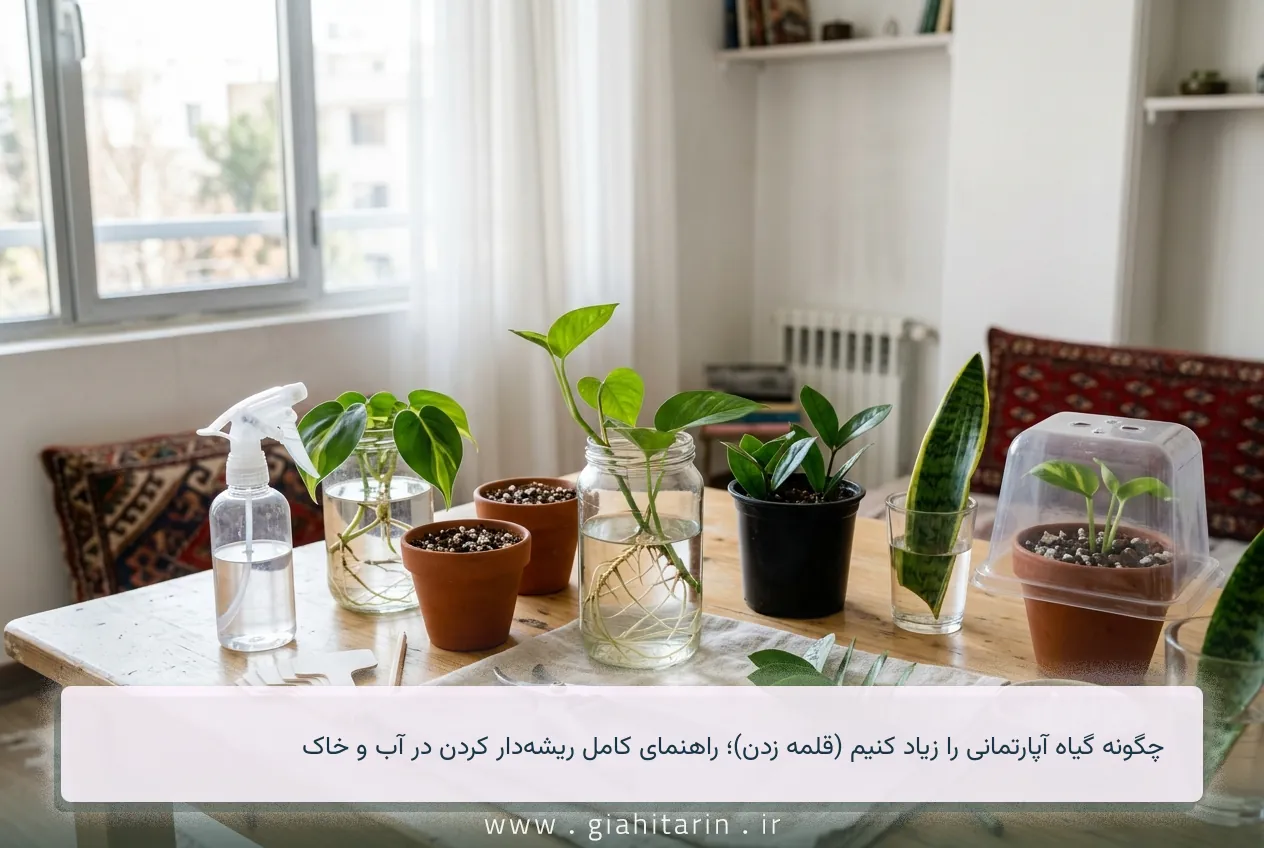 چگونه گیاه آپارتمانی را زیاد کنیم (قلمه زدن)؛ راهنمای کامل ریشه‌دار کردن در آب و خاک