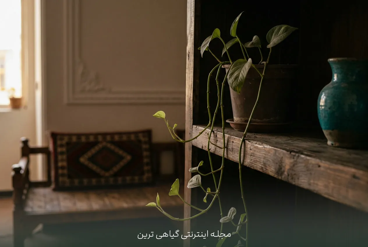 نشانه‌های کمبود نور در گیاهان آپارتمانی