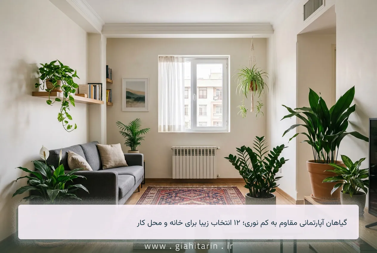 گیاهان آپارتمانی مقاوم به کم نوری؛ ۱۲ انتخاب زیبا برای خانه و محل کار