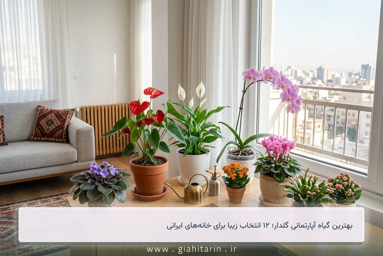 بهترین گیاه آپارتمانی گلدار؛ ۱۲ انتخاب زیبا برای خانه‌های ایرانی