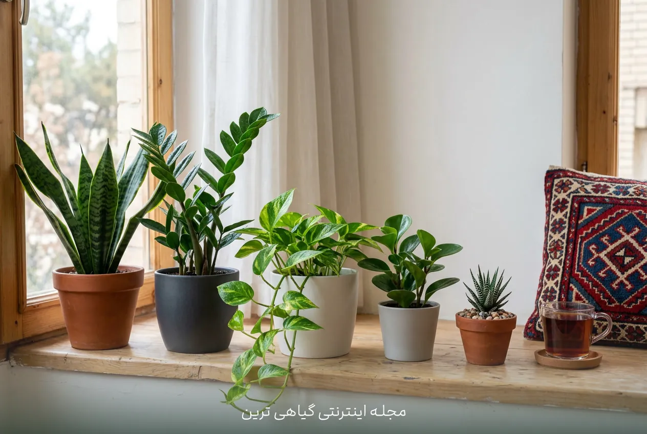 سانسوریا؛ گیاه مناسب مبتدیان