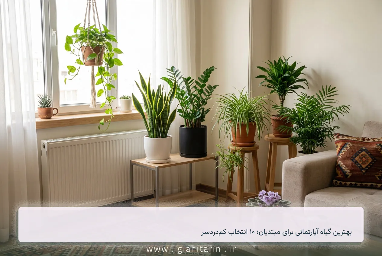 بهترین گیاه آپارتمانی برای مبتدیان؛ ۱۰ انتخاب کم‌دردسر