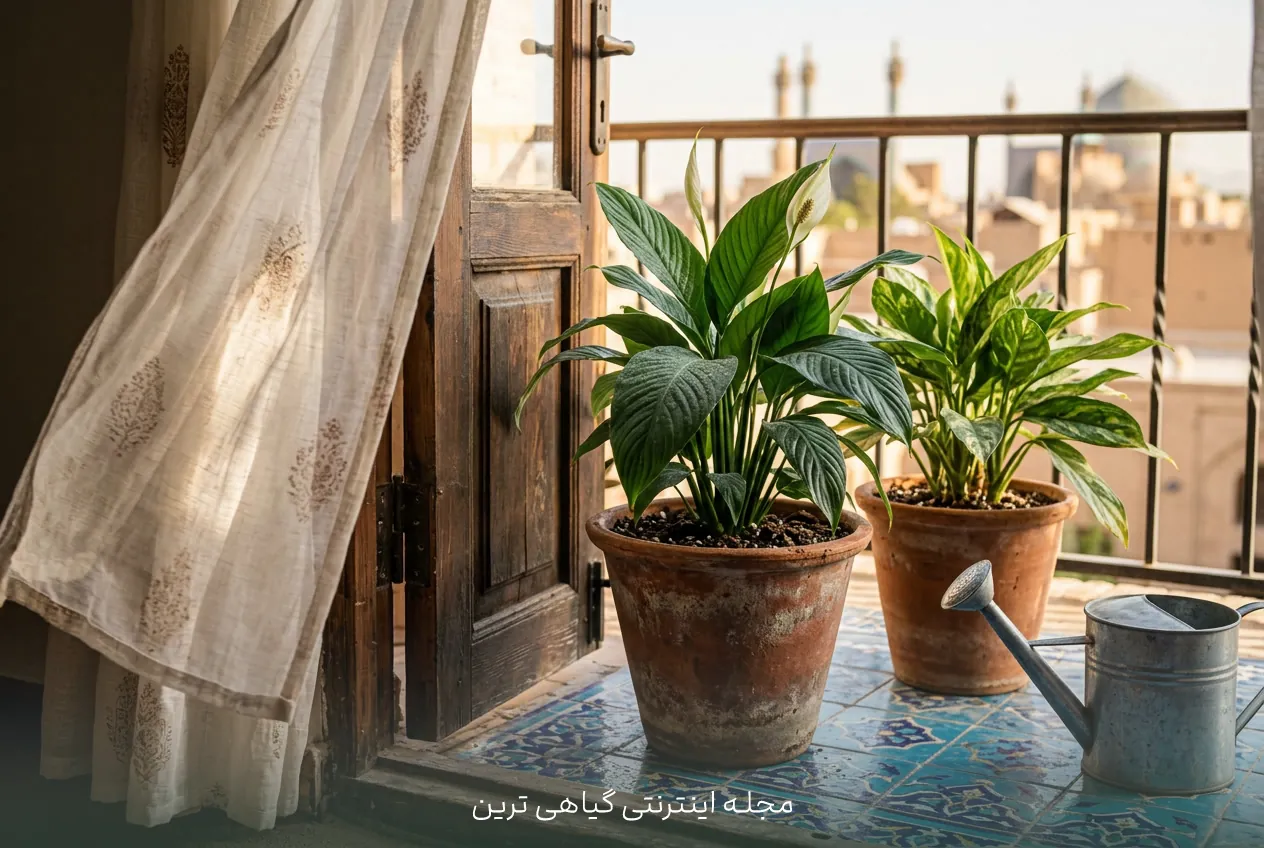 گیاه گندمی (عنکبوتی) مناسب تصفیه و نگهداری آسان