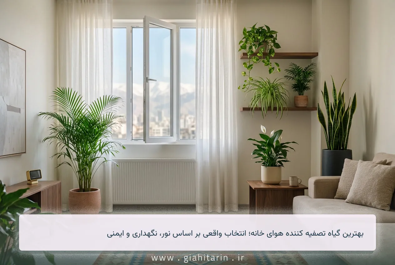 بهترین گیاه تصفیه کننده هوای خانه؛ انتخاب واقعی بر اساس نور، نگهداری و ایمنی