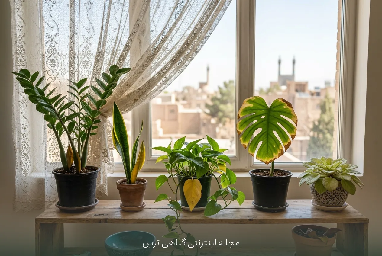 زرد شدن برگ در گیاهان محبوب آپارتمانی (پتوس، فیلودندرون و...)