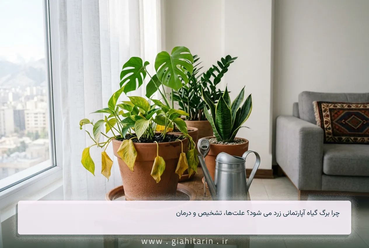 چرا برگ گیاه آپارتمانی زرد می شود؟ علت‌ها، تشخیص و درمان