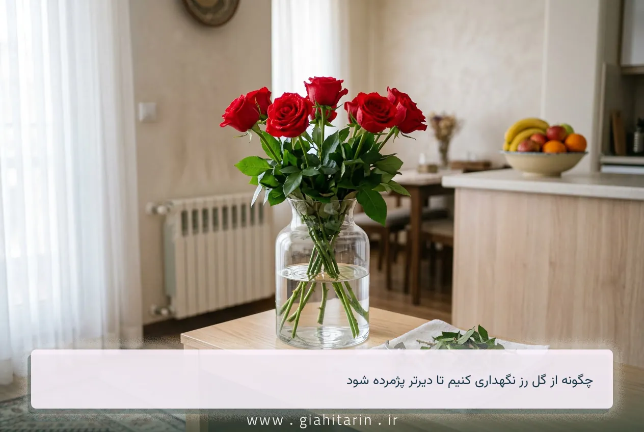 چگونه از گل رز نگهداری کنیم تا دیرتر پژمرده شود
