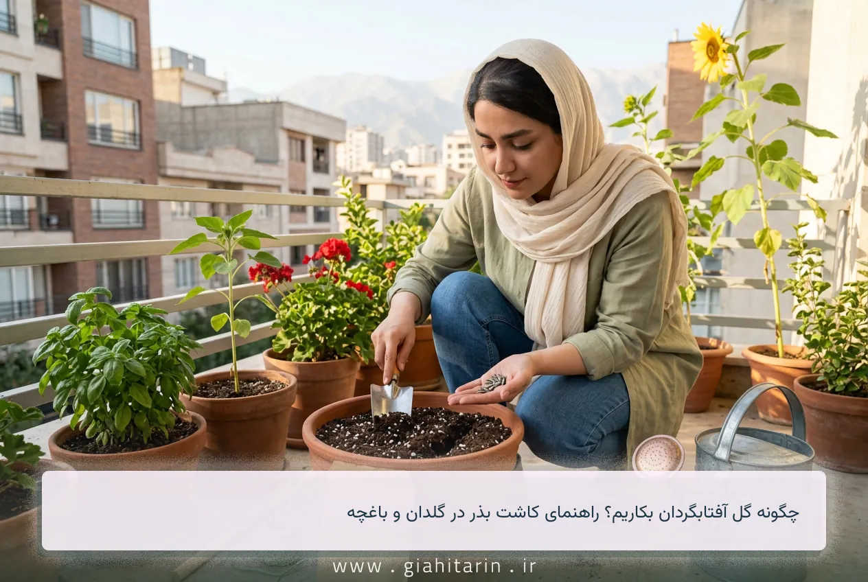 چگونه گل آفتابگردان بکاریم؟ راهنمای کاشت بذر در گلدان و باغچه