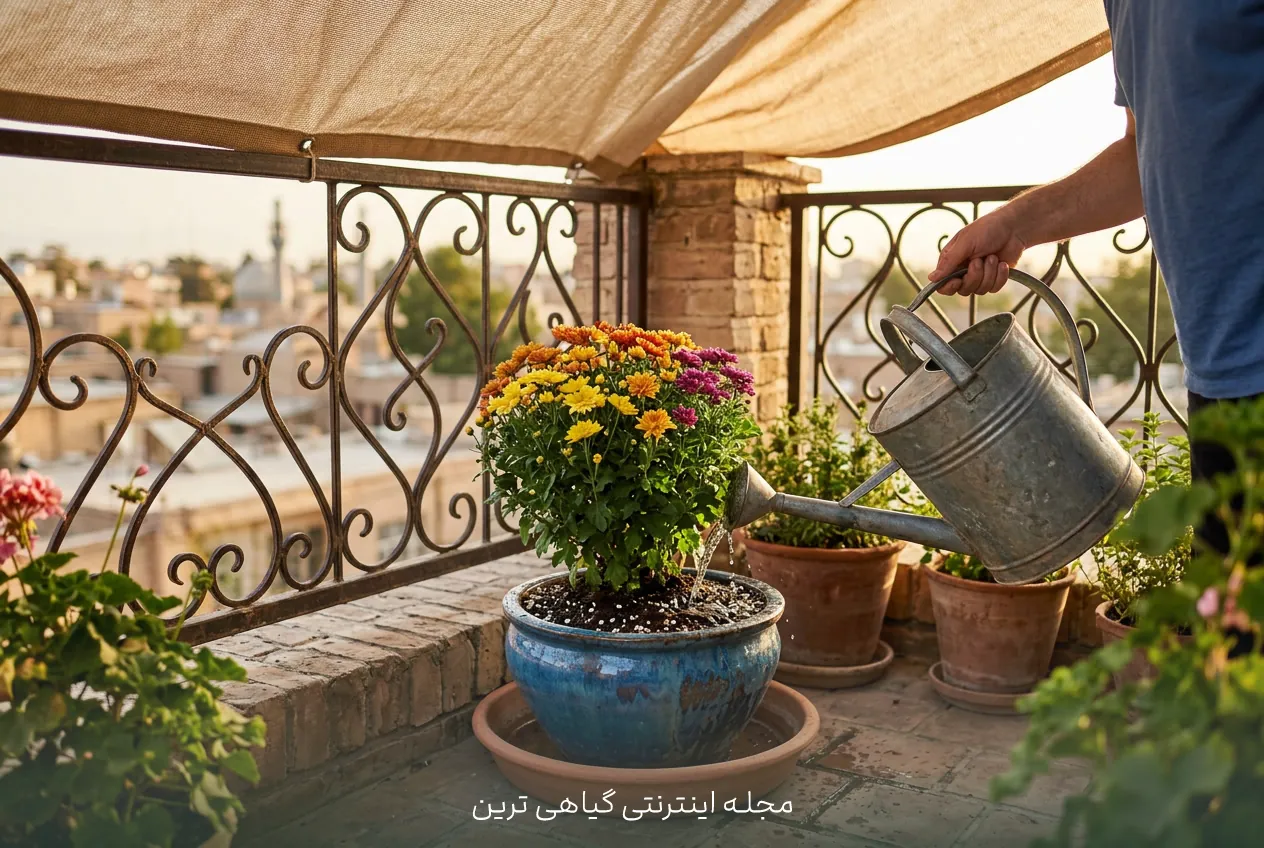 آبیاری و نور مناسب برای داوودی پس از کاشت پاییزی