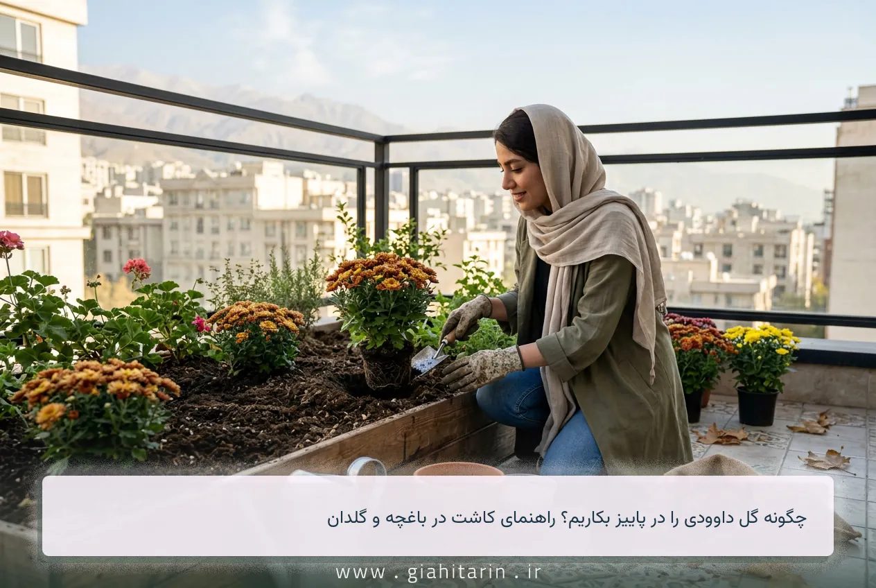 چگونه گل داوودی را در پاییز بکاریم؟ راهنمای کاشت در باغچه و گلدان