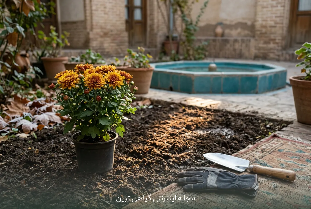 کاشت گل داوودی در پاییز و زمان مناسب آن