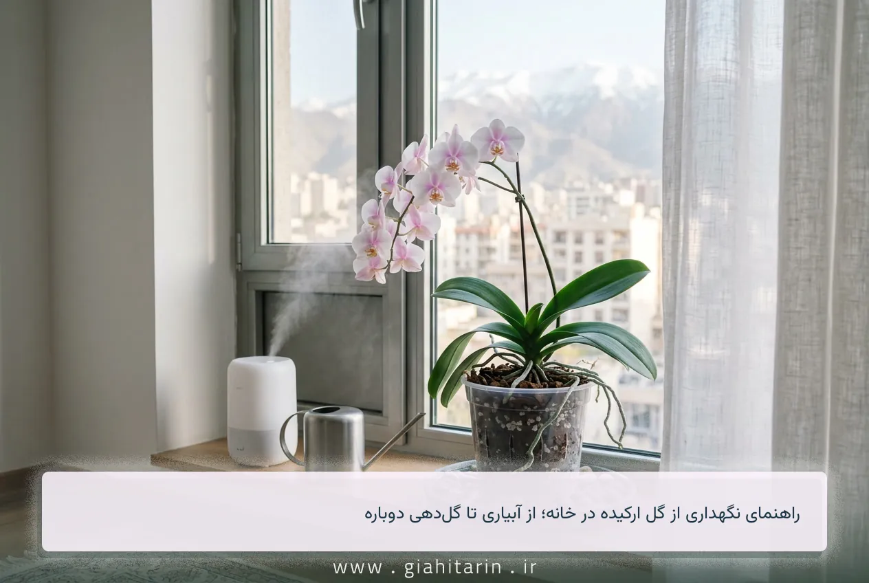 راهنمای نگهداری از گل ارکیده در خانه؛ از آبیاری تا گل‌دهی دوباره