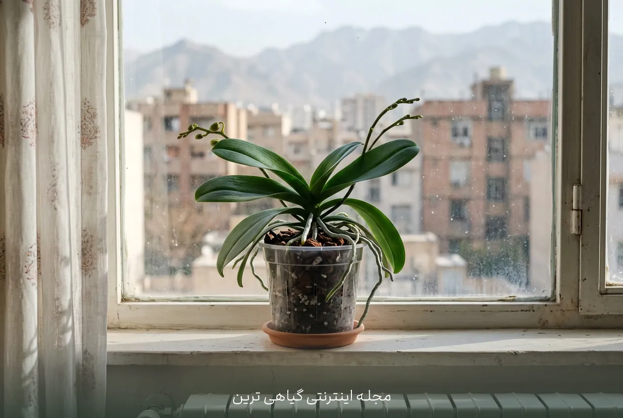 ارکیده فالانوپسیس سالم در گلدان خانگی