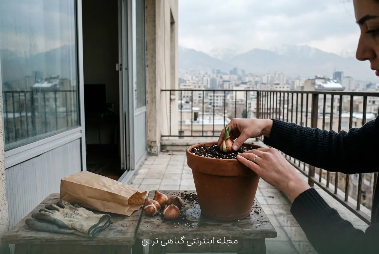 کاشت پیاز لاله وقتی از زمان معمول گذشته است