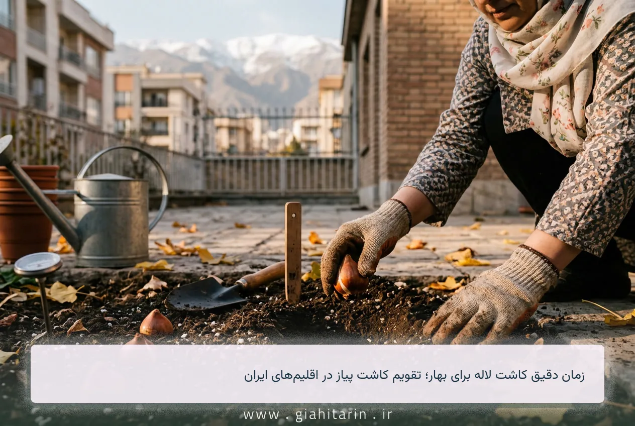 زمان دقیق کاشت لاله برای بهار؛ تقویم کاشت پیاز در اقلیم‌های ایران