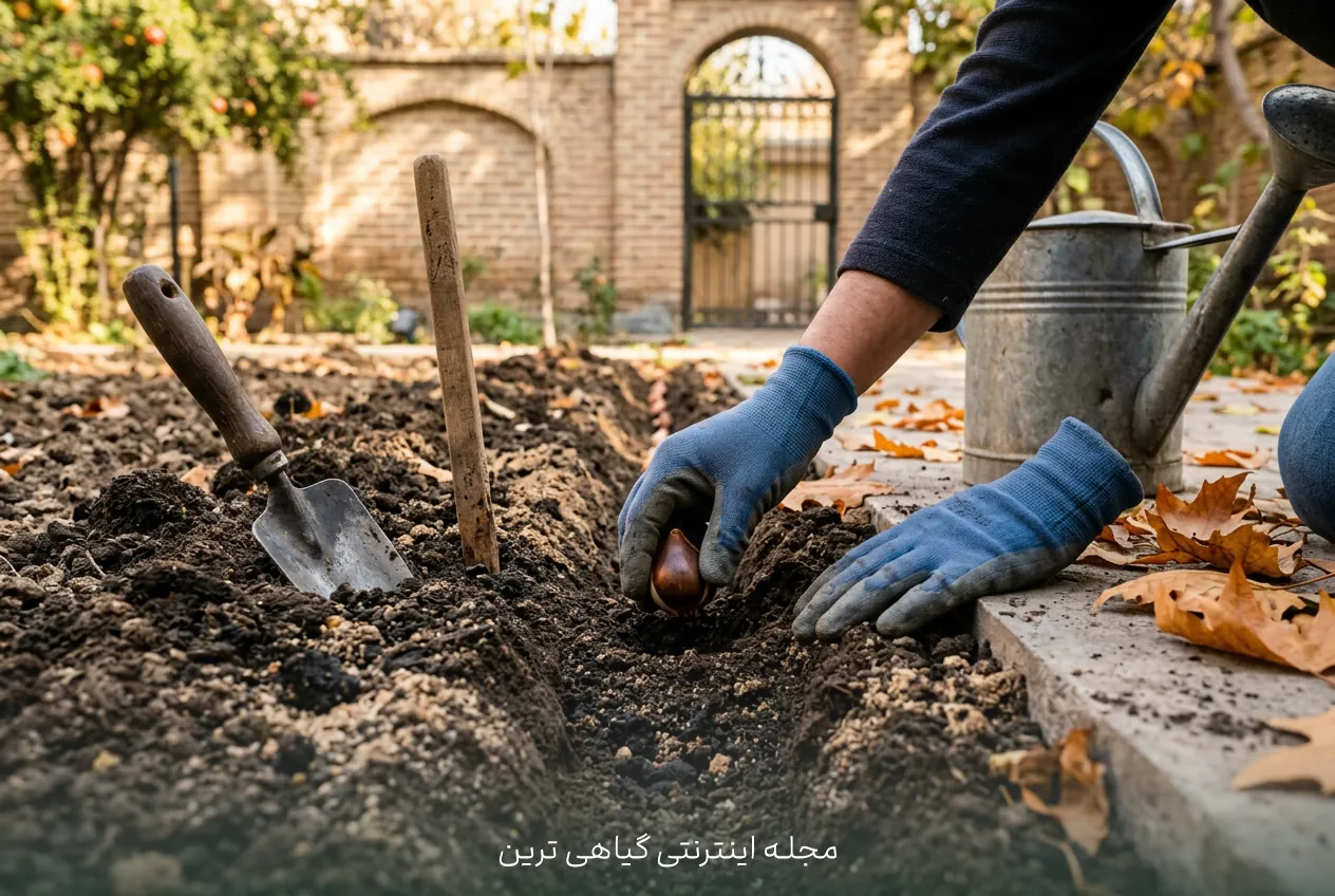 تصویر کاشت مرحلهبهمرحله پیاز لاله در باغچه